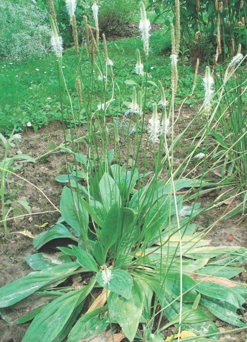Babka zwyczajna – okłady ze świeżych liści to ulga na drobne zranienia i ukąszenia owadów.