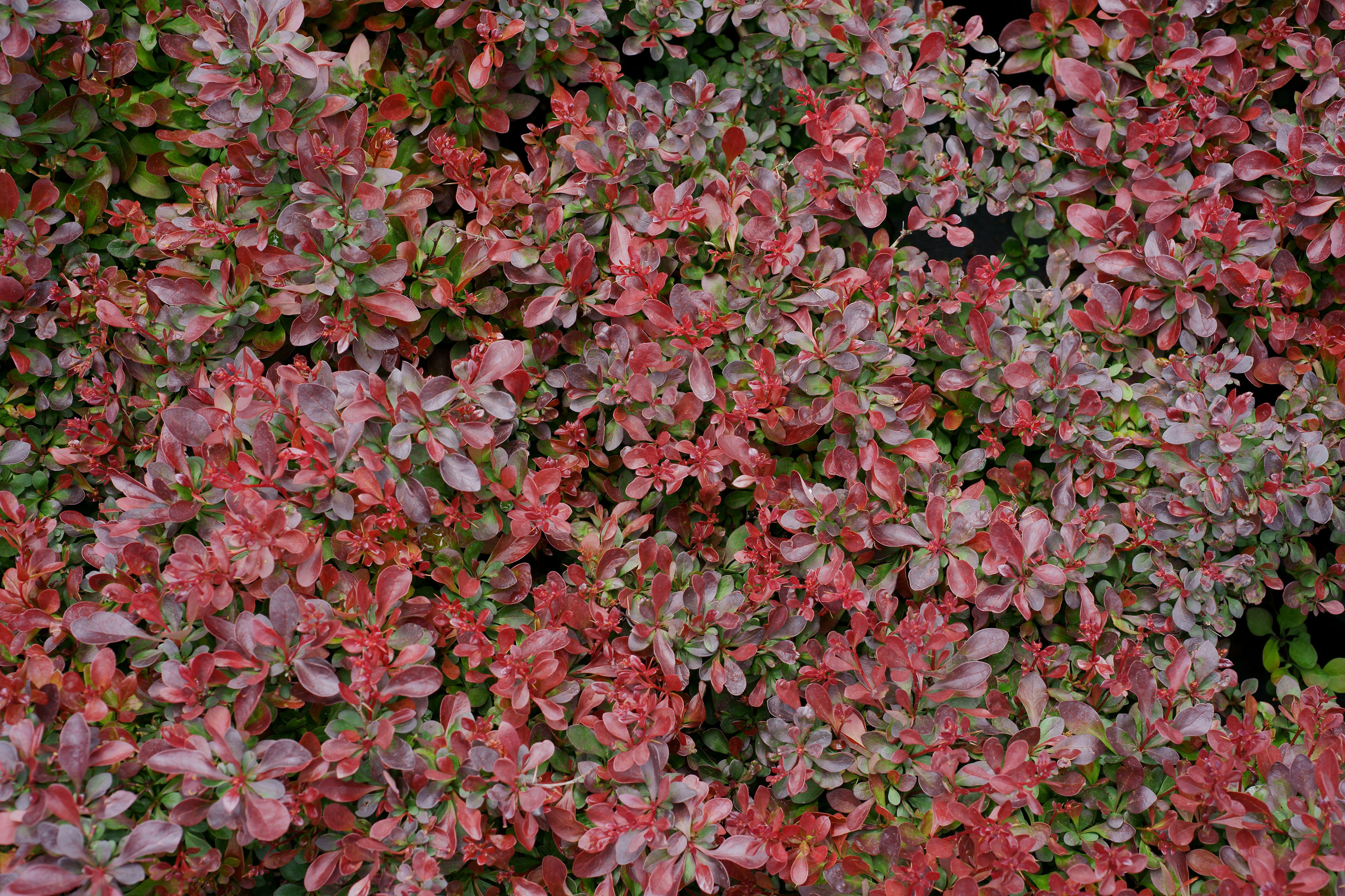 Berberys Thunberga odmiany 'Atropurpurea Nana' to karłowy krzew, najlepiej rosnący na lekko kwaśnych przepuszczalnych glebach. Jest odporny na mróz i dobrze znosi cięcie (zdj. Fotolia.com).