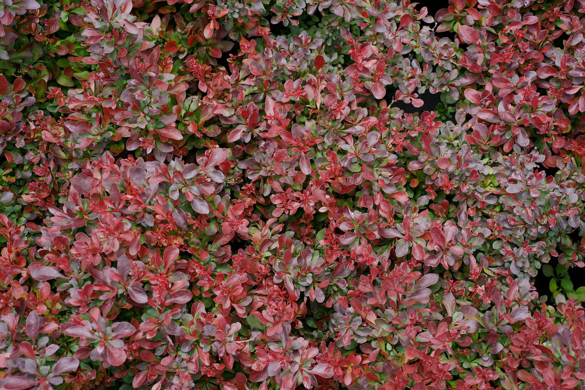 Berberys Thunberga odmiany 'Atropurpurea Nana' to karłowy krzew, najlepiej rosnący na lekko kwaśnych przepuszczalnych glebach. Jest odporny na mróz i dobrze znosi cięcie (zdj. Fotolia.com).