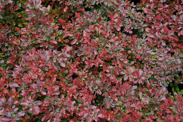 Berberys Thunberga odmiany 'Atropurpurea Nana' to karłowy krzew, najlepiej rosnący na lekko kwaśnych przepuszczalnych glebach. Jest odporny na mróz i dobrze znosi cięcie (zdj. Fotolia.com).