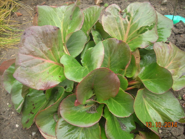 Bergenia sercowata