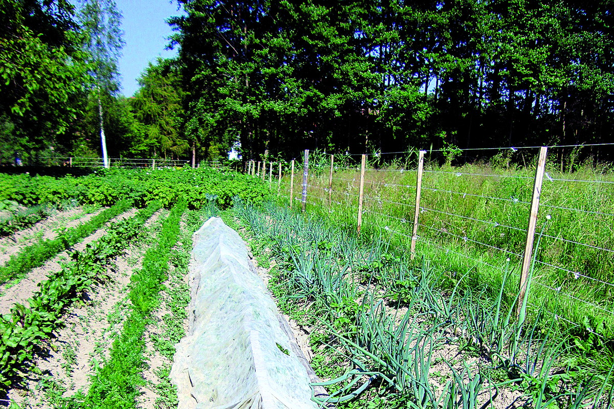 Biała tkanina przyspiesza zbiór rzodkiewki, kalafiora, kapusty, sałaty, ogórków, roślin dyniowatych, ziemniaków i fasolki szparagowej.