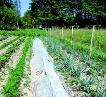 Biała tkanina przyspiesza zbiór rzodkiewki, kalafiora, kapusty, sałaty, ogórków, roślin dyniowatych, ziemniaków i fasolki szparagowej.