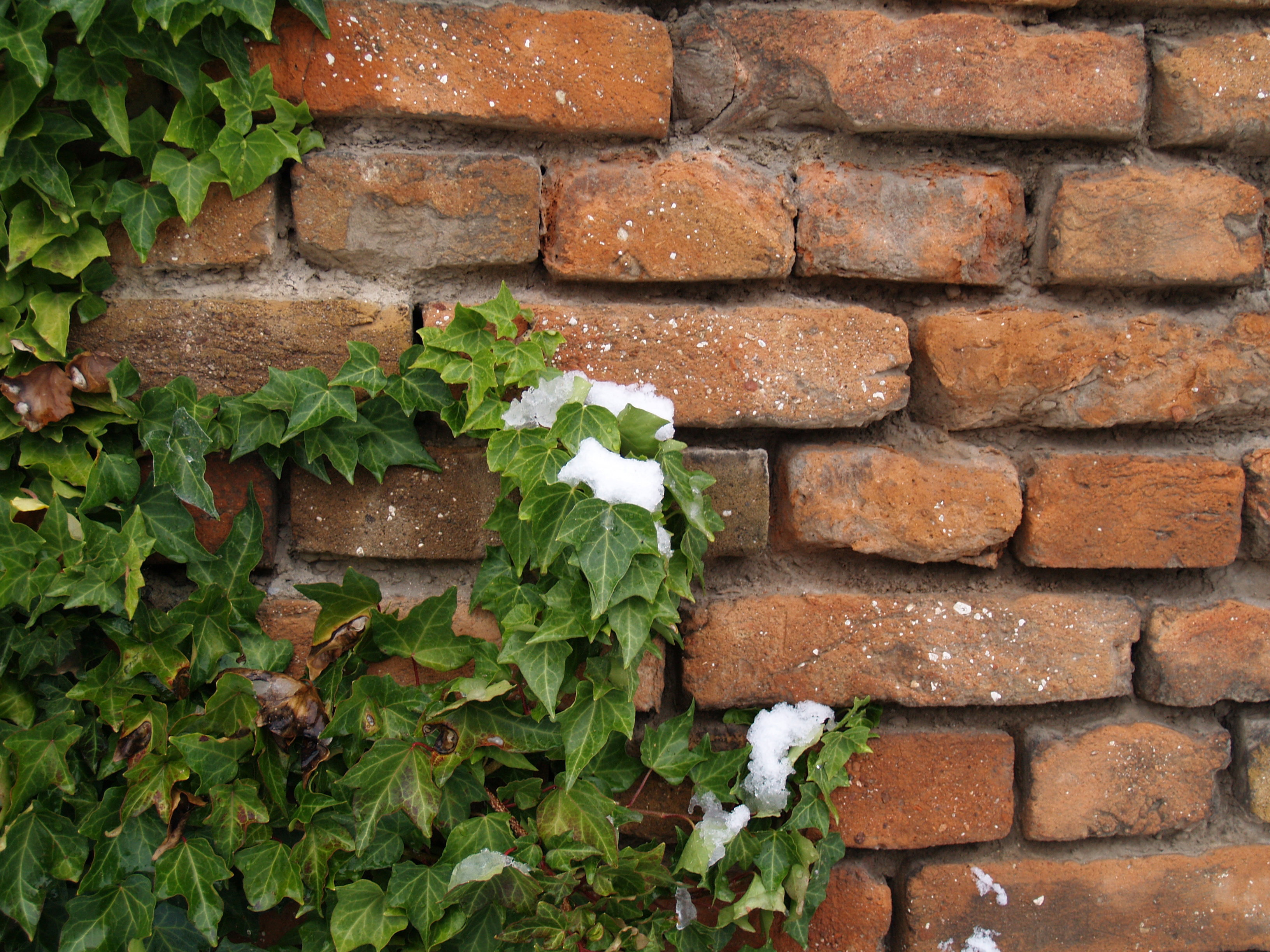 Bluszcz pospolity doskonale nadaje się do sadzenia przy północnej ścianie domu i murach. Dzięki pędom z korzeniami czepnymi bez problemu trzyma się wszelkich powierzchni o chropowatej fakturze, nie potrzebując podpór (zdj. Fotolia.com). 
