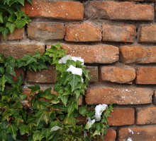 Bluszcz pospolity doskonale nadaje się do sadzenia przy północnej ścianie domu i murach. Dzięki pędom z korzeniami czepnymi bez problemu trzyma się wszelkich powierzchni o chropowatej fakturze, nie potrzebując podpór (zdj. Fotolia.com).