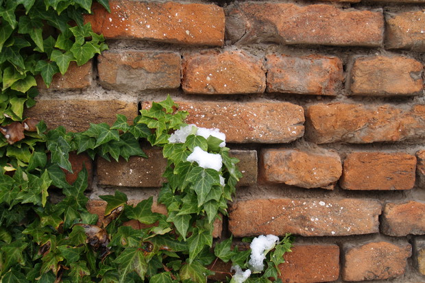 Bluszcz pospolity doskonale nadaje się do sadzenia przy północnej ścianie domu i murach. Dzięki pędom z korzeniami czepnymi bez problemu trzyma się wszelkich powierzchni o chropowatej fakturze, nie potrzebując podpór (zdj. Fotolia.com).