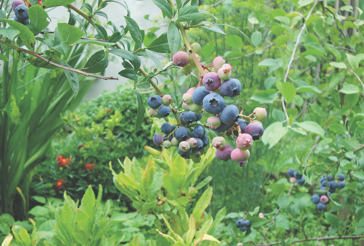 Borówki amerykańskie, podobnie jak różaneczniki i hortensje, muszą mieć kwaśne podłoże.
