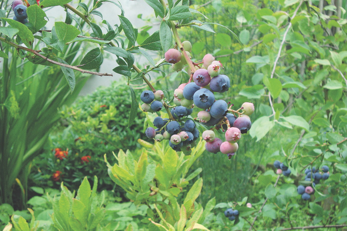 Borówki amerykańskie, podobnie jak różaneczniki i hortensje, muszą mieć kwaśne podłoże.