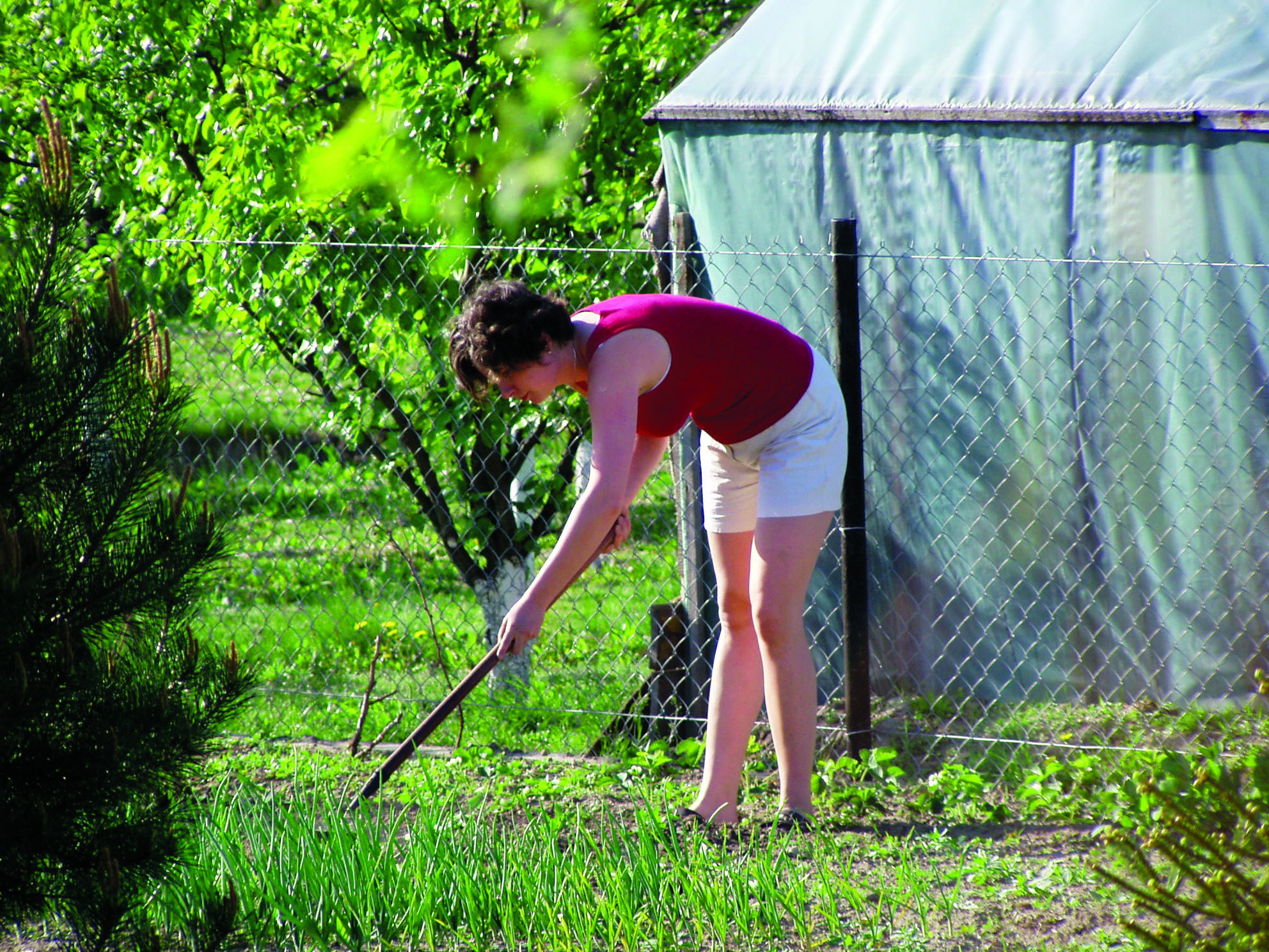 Cebula jest łatwa w uprawie. Wymaga regularnego pielenia i okresowego podlewania.