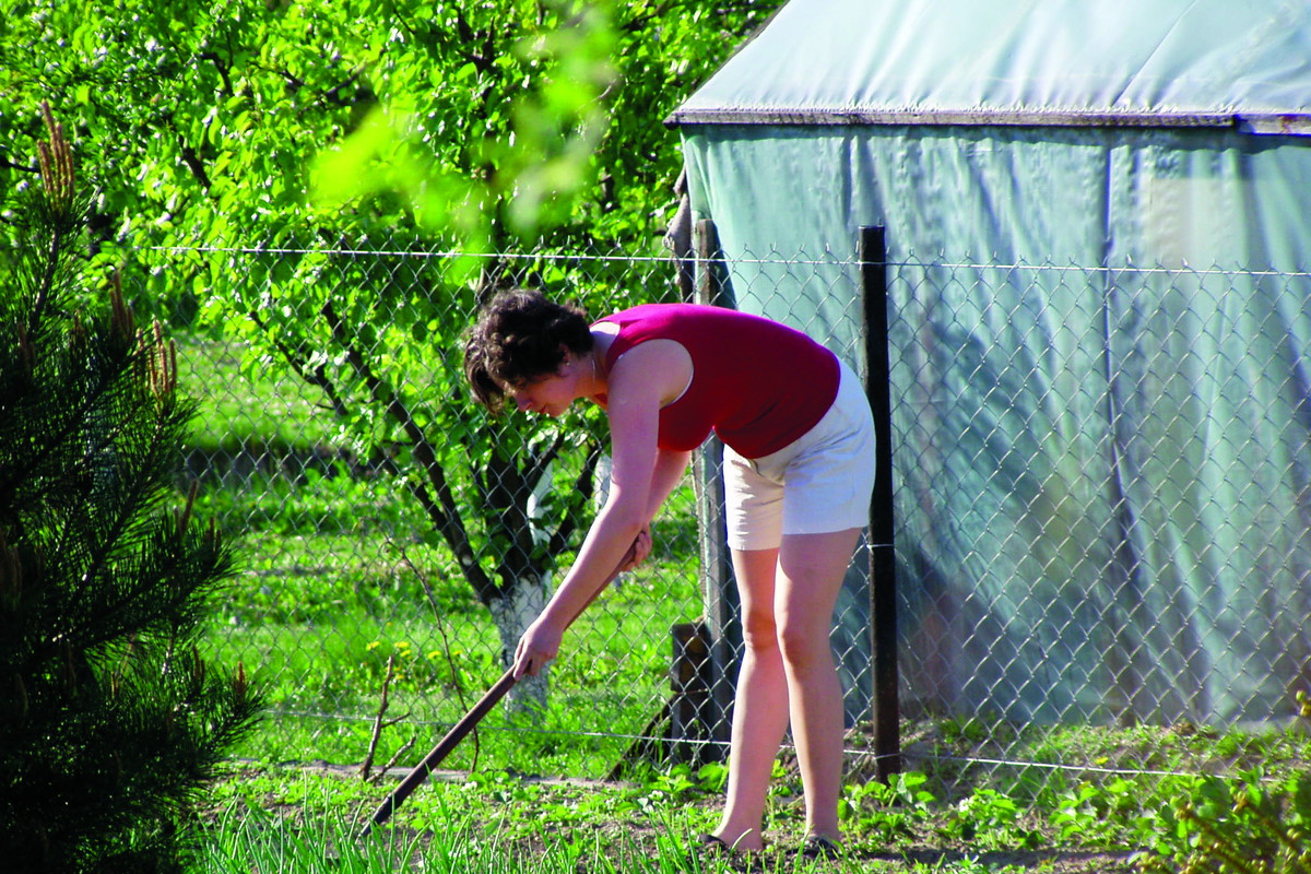 Cebula jest łatwa w uprawie. Wymaga regularnego pielenia i okresowego podlewania.