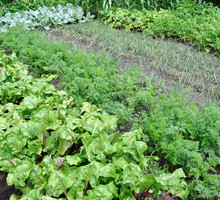 Coroczna wymiana gatunków roślin uprawianych na tej samej grządce zapewnia dobre i zdrowe plony (zdj. Fotolia.com).