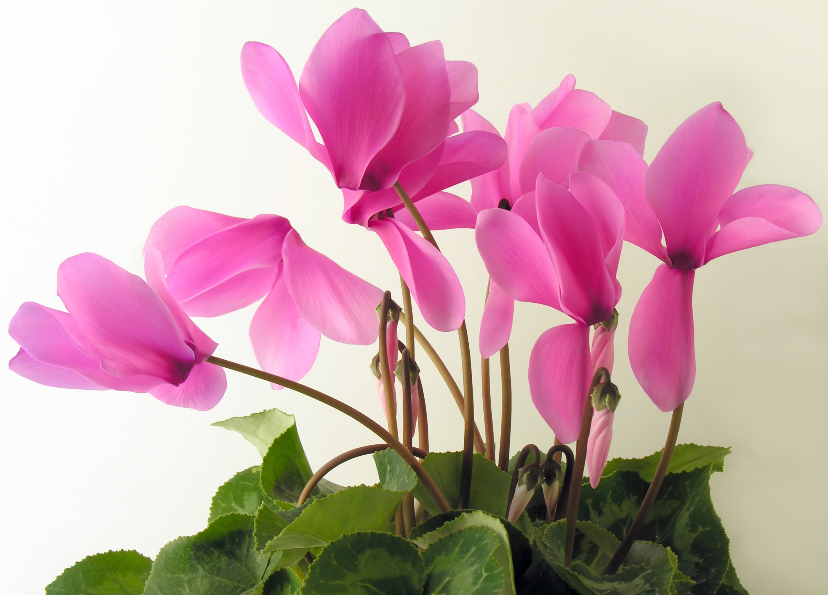 Cyklamen perski jest w naszym klimacie uprawiany jako roślina doniczkowa, która kwitnie od października do kwietnia (zdj. Fotolia.com.). 
