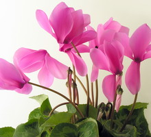 Cyklamen perski jest w naszym klimacie uprawiany jako roślina doniczkowa, która kwitnie od października do kwietnia (zdj. Fotolia.com.).