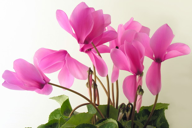 Cyklamen perski jest w naszym klimacie uprawiany jako roślina doniczkowa, która kwitnie od października do kwietnia (zdj. Fotolia.com.).