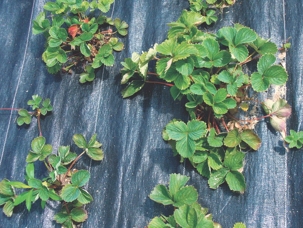 Czarna agrowłóknina stymuluje wzrost roślin, bo podnosi temperaturę gleby. Umożliwia także zbieranie czystych
i zdrowych owoców.