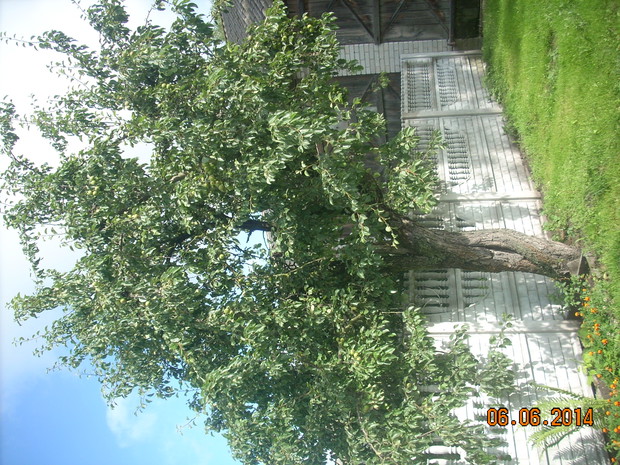 Długowieczna Grusza.