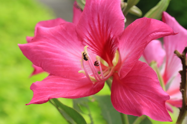 Do rodzaju bauhinia należą drzewa, krzewy oraz rośliny pnące. Gatunek bauhinia purpurowa jest ozdobnym drzewem dorastającym do 8 m wysokości. Duże liście kształtem przypominają motyle, a równie okazałe kwiaty pięknie pachną (zdj. Fotolia.com). 