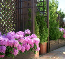 Do uprawy w pojemnikach nadają się wolno rosnące gatunki różaneczników. Muszą się również charakteryzować dużą odpornością na mróz (zdj. Fotolia.com).