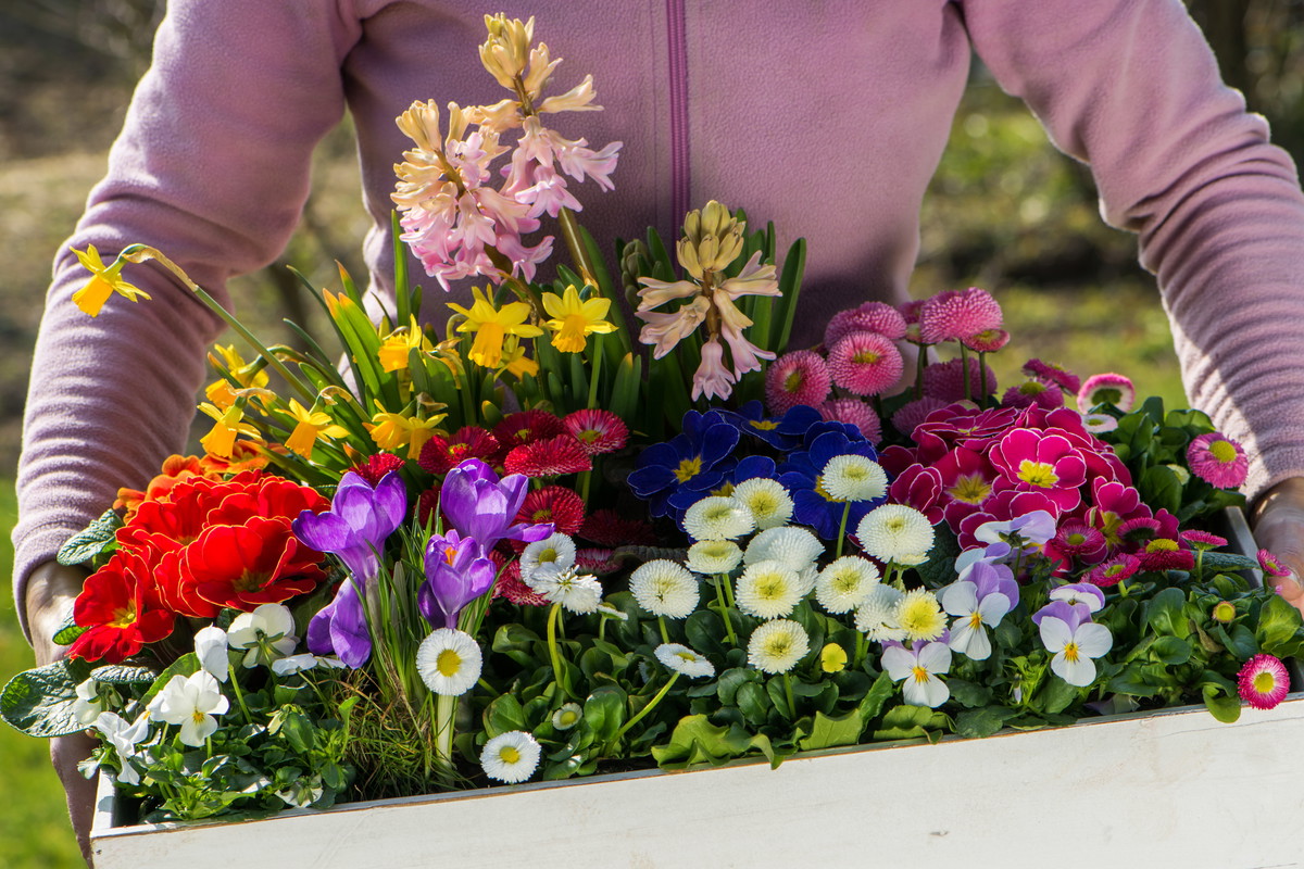 Do wyboru, do koloru! O tej porze roku mamy w handlu duży wybór pierwszych wiosennych kwiatów kwitnących w doniczkach. Można z nich przygotować wspaniałe kompozycje, które ożywią każde wnętrze, a także upiększą balkon lub taras (zdj. Fotolia.com).