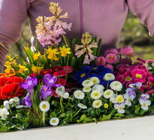 Do wyboru, do koloru! O tej porze roku mamy w handlu duży wybór pierwszych wiosennych kwiatów kwitnących w doniczkach. Można z nich przygotować wspaniałe kompozycje, które ożywią każde wnętrze, a także upiększą balkon lub taras (zdj. Fotolia.com).