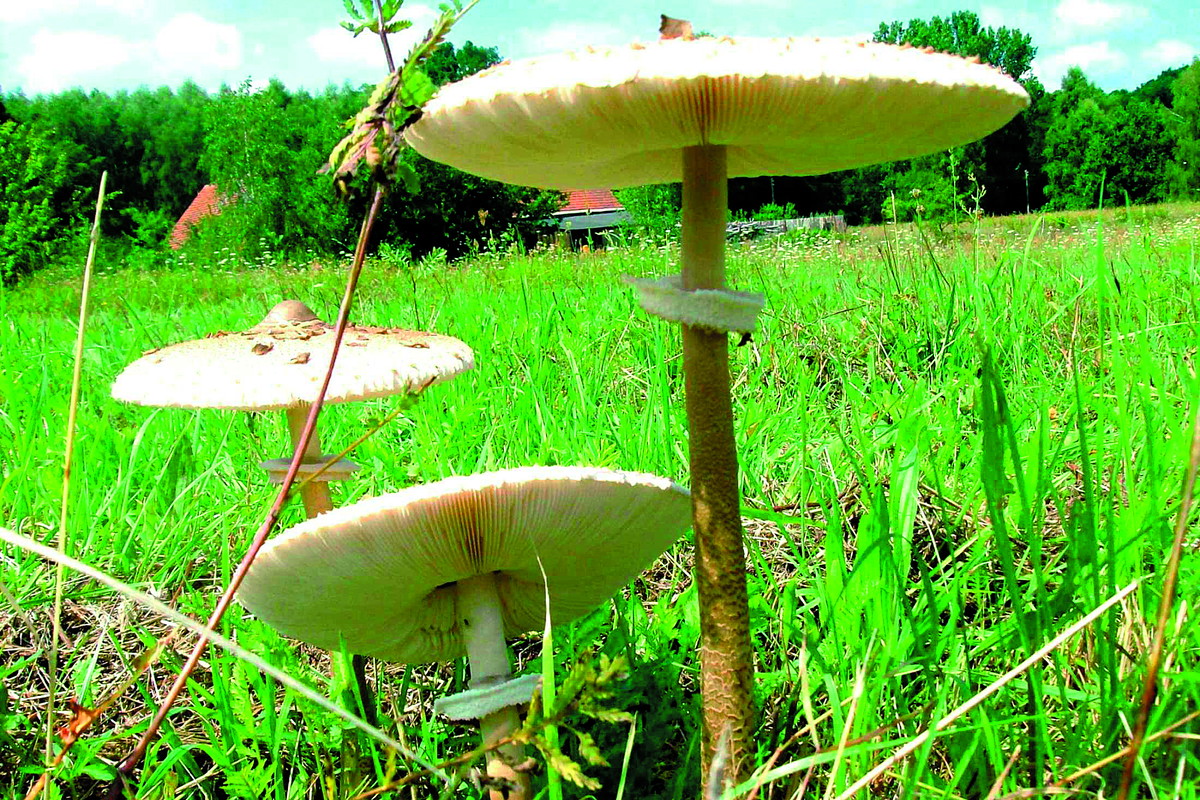 "Dorosłe okazy kani mają na nóżce, pod rozłożystym kapeluszem, dobrze widoczny pierścień w kształcie kryzy."