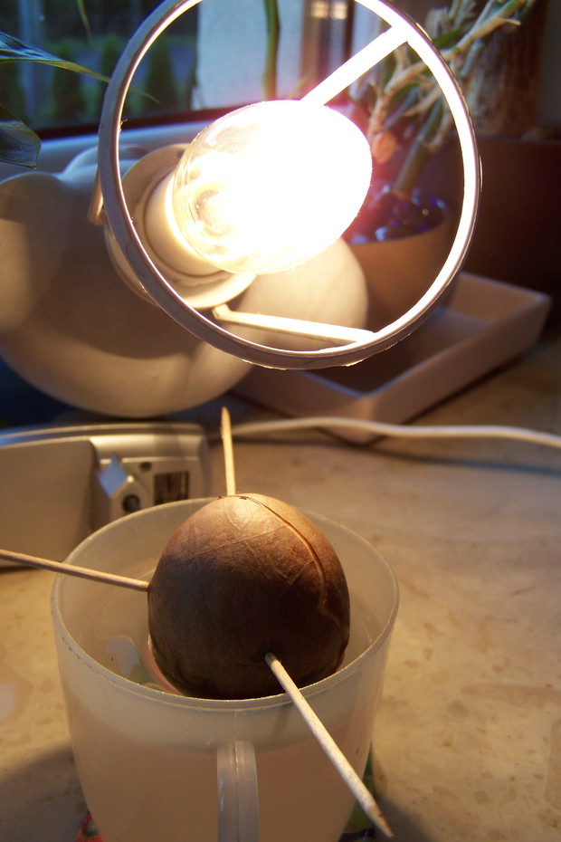 Doświetlanie. W chłodniejsze dni roślina była dodatkowo ogrzewana żarówką.