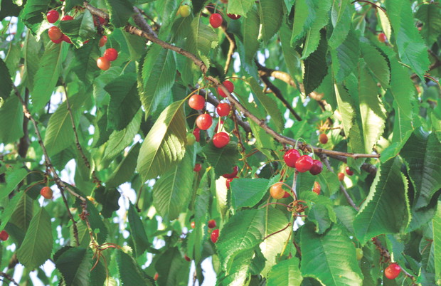 Drzewa pestkowe są szczególnie wrażliwe na niedobór wapnia.