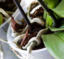 Gdy bryła korzeniowa rośliny jest nadmiernie przemoczona, sprzyja to występowaniu chorób grzybowych i bakteryjnych (zdj. Fotolia.com).