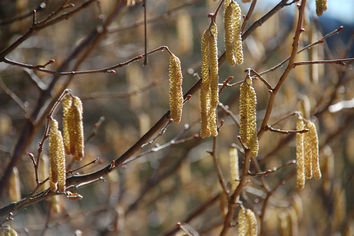 Gdy na bezlistnych jeszcze krzewach leszczyny zauważymy kwiaty, oznacza to, że najwyższy czas na przygotowanie warzywnika do siewu i sadzenia (zdj. Fotolia.com).
