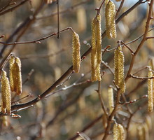 Gdy na bezlistnych jeszcze krzewach leszczyny zauważymy kwiaty, oznacza to, że najwyższy czas na przygotowanie warzywnika do siewu i sadzenia (zdj. Fotolia.com).