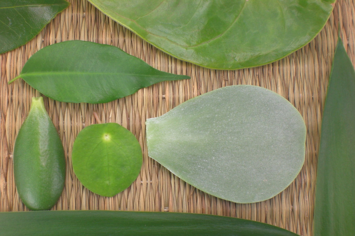 Gdy rośliny się starzeją albo tracą ładny pokrój, można z nich uzyskać nowe sadzonki. Wiele kwiatów doniczkowych da się wyhodować z odpowiednio przygotowanego liścia (zdj. Fotolia.com).