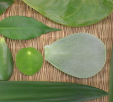 Gdy rośliny się starzeją albo tracą ładny pokrój, można z nich uzyskać nowe sadzonki. Wiele kwiatów doniczkowych da się wyhodować z odpowiednio przygotowanego liścia (zdj. Fotolia.com).