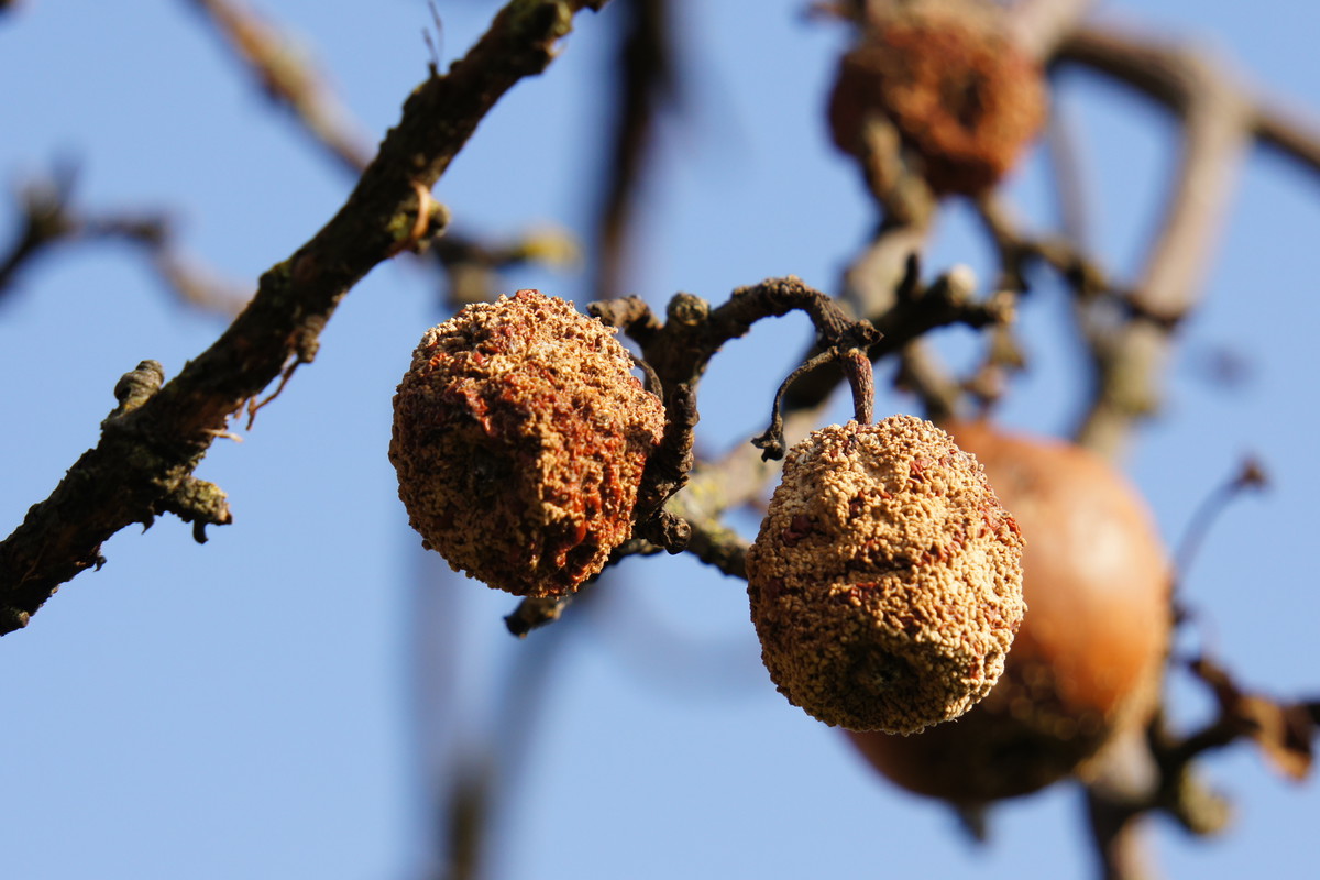 Gnijące owoce opadają na ziemię lub pozostają na drzewie i, stopniowo wysychając, zamieniają się w ciemniejące mumie, które powstają wskutek przerośnięcia owocu przez grzybnię (zdj. Fotolia.com).