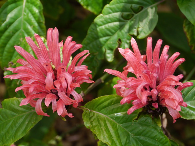 Jakobinia w warunkach szklarniowych może osiągać do 1,5 m wysokości. Roślina ma gęsty pokrój i ozdobne kwiaty (zdj. Fotolia.com).