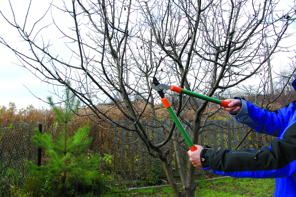 Jeśli nie mamy chłodnej piwnicy, zrazy możemy przechować w lodówce.