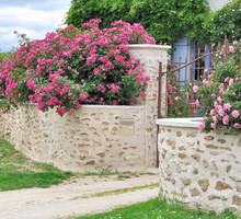 Jeśli przestrzeni przed furtką jest niewiele, warto zdecydować się na jedną, ale okazałą i efektowną roślinę. Różane krzewy przy bramkach wejściowych do domu wpisały się na stałe przede wszystkim w pejzaż ogrodów romantycznych (zdj. Fotolia.com).