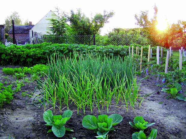 "Jeśli szczypior kładzie się na ziemi, można rozpocząć zbiory" pisze Katarzyna Chyra