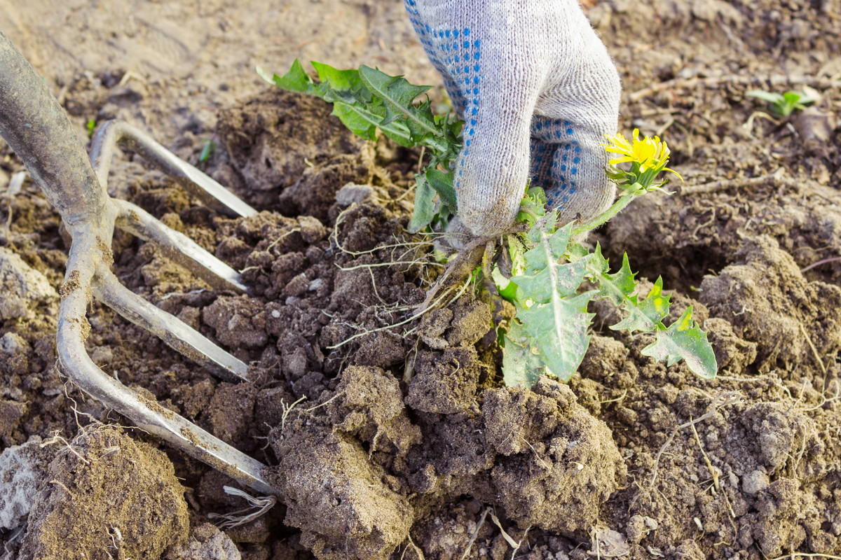 Jeśli teren jest zachwaszczony, trzeba oczyścić go mechanicznie lub z użyciem środków chemicznych (zdj. Fotolia.com).