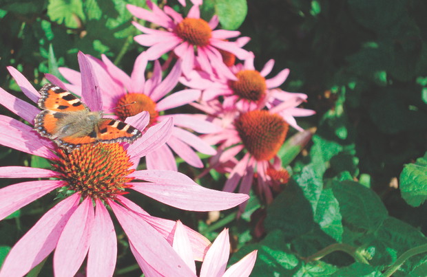 Jeżówka – wzmacnia odporność i pomaga 
uporać się z infekcjami nękającymi nasz organizm.