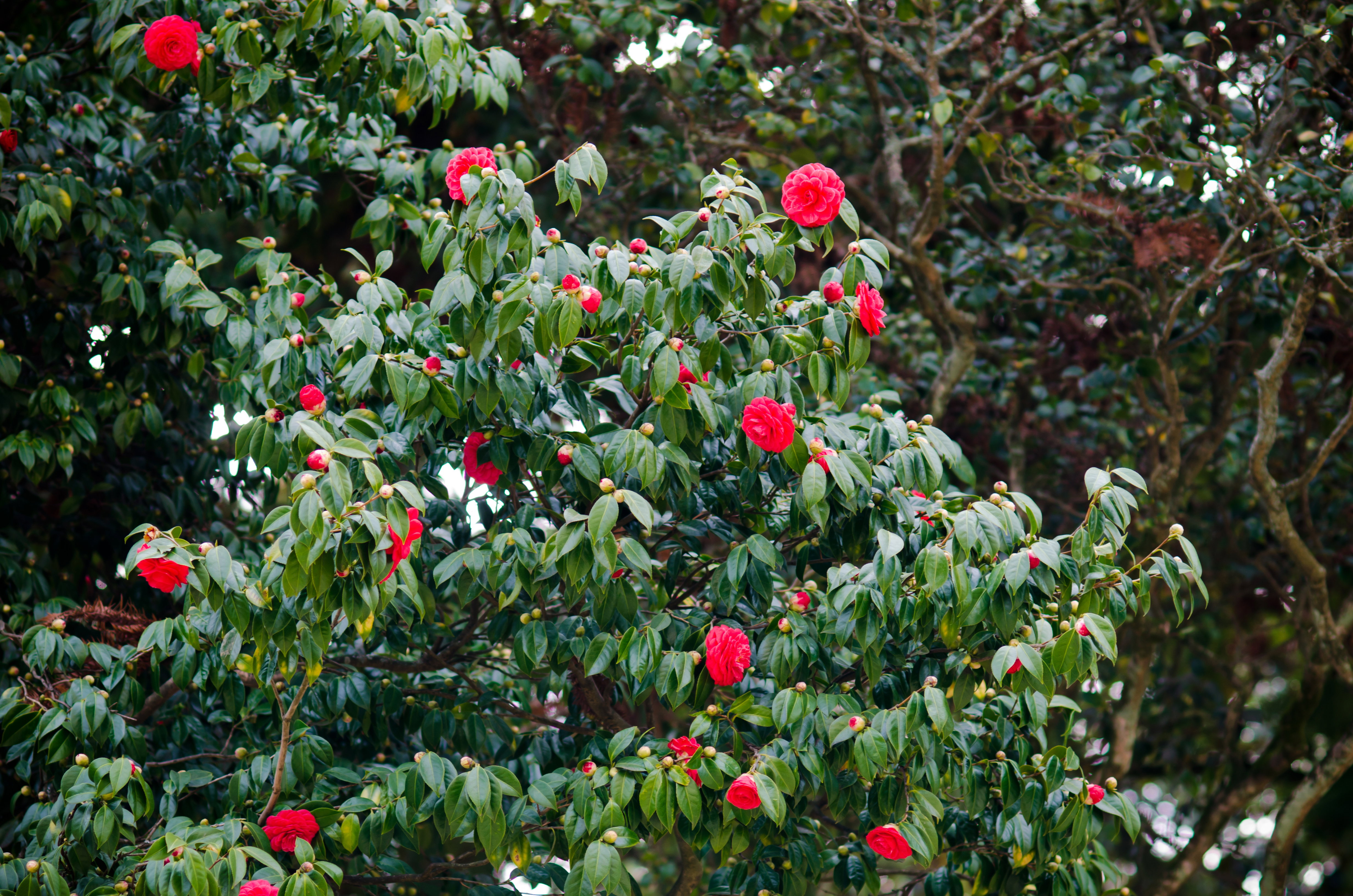 Kamelie kwitną w okresie zimowo-wiosennym (od lutego do kwietnia). Obecnie w naszym klimacie, gdy zimy stają się cieplejsze i wilgotniejsze, sadzenie tych roślin wprost do gruntu ma coraz większe szanse powodzenia (zdj. Fotolia.com).

