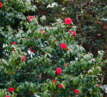 Kamelie kwitną w okresie zimowo-wiosennym (od lutego do kwietnia). Obecnie w naszym klimacie, gdy zimy stają się cieplejsze i wilgotniejsze, sadzenie tych roślin wprost do gruntu ma coraz większe szanse powodzenia (zdj. Fotolia.com).