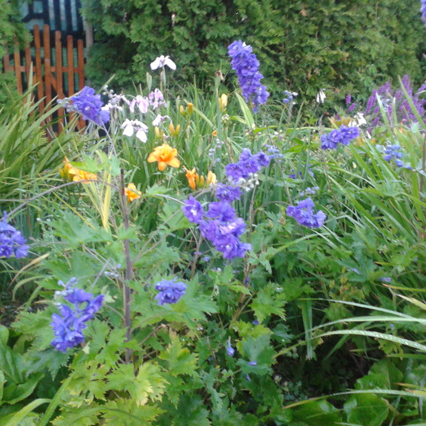 kolorowa rabata   ostróżka ogrodowa  liliowce , oraz irysy syberyjskie