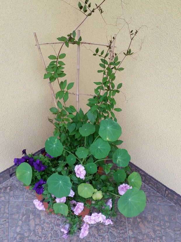 kompozycja doniczkowa na taras