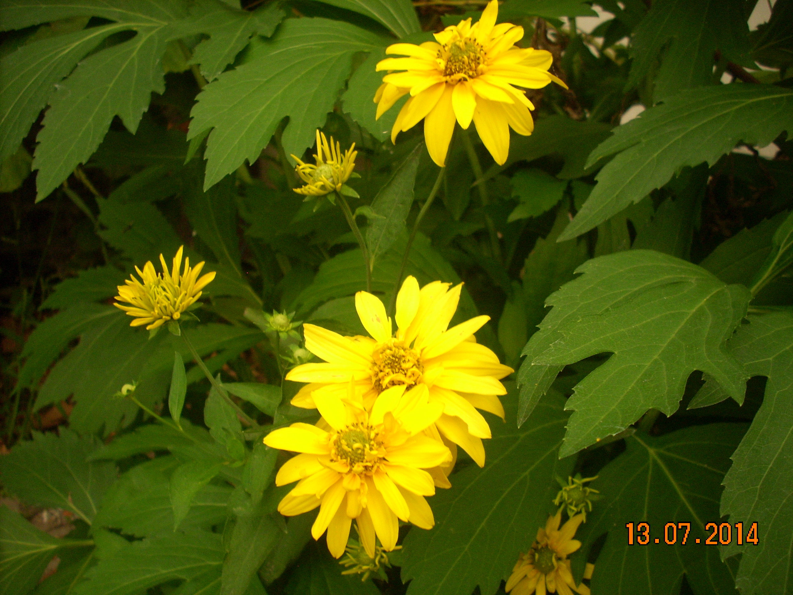 Koszyczki kwiatowe jasnożółte.