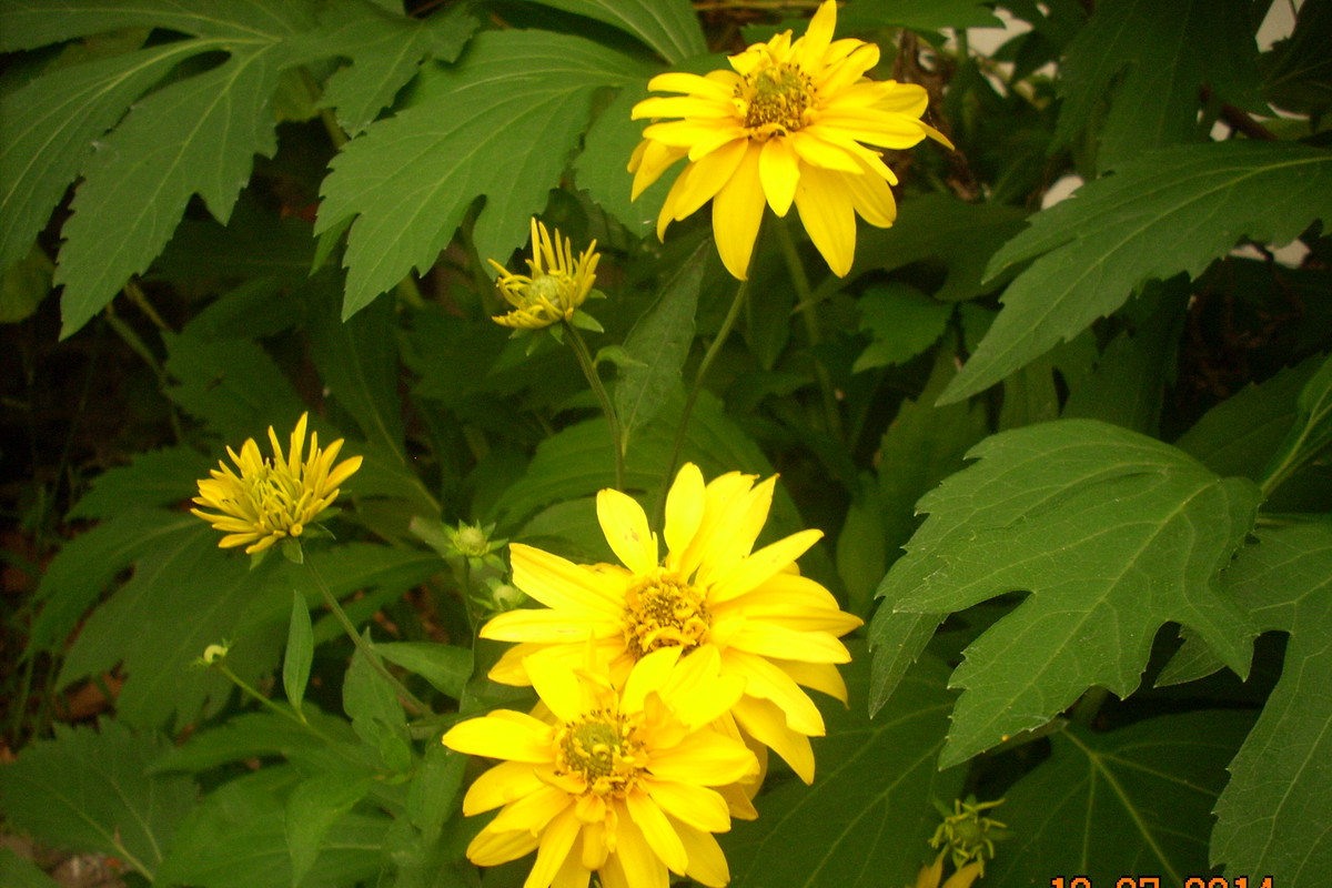 Koszyczki kwiatowe jasnożółte.