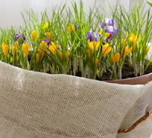 Krokusy posadzone w dużym pojemniku tworzą prawdziwy wiosenny kobierzec (zdj. Fotolia.com).