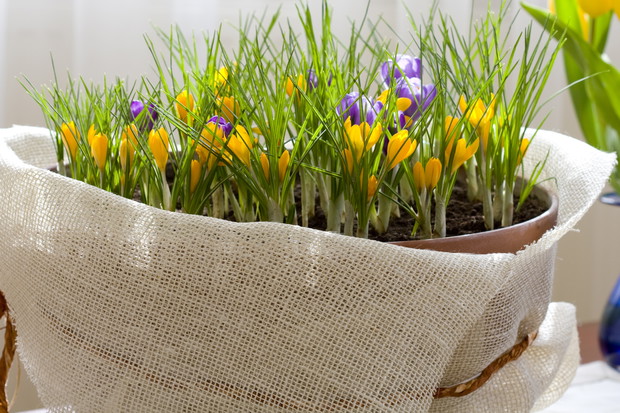 Krokusy posadzone w dużym pojemniku tworzą prawdziwy wiosenny kobierzec (zdj. Fotolia.com).