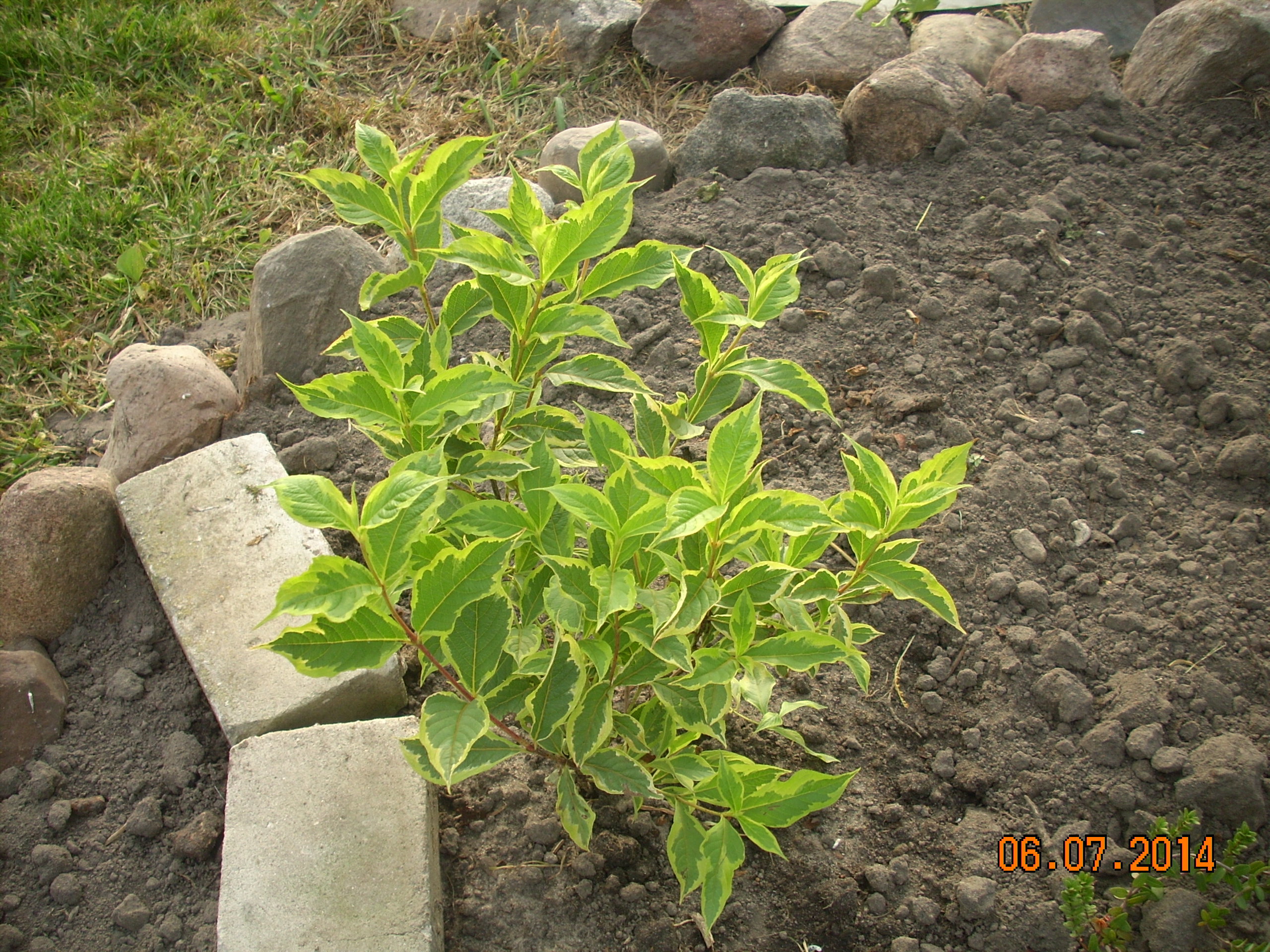 Krzewuszka o dekoracyjnych liściach, powtarzająca kwitnienie.
