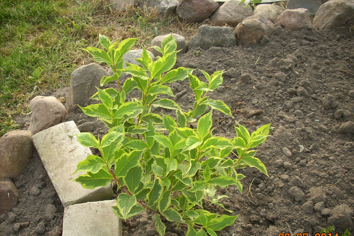 Krzewuszka o dekoracyjnych liściach, powtarzająca kwitnienie.