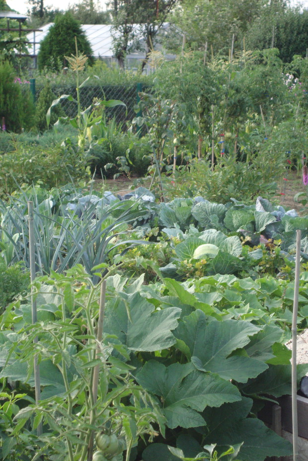 Kupuję i polecam następujące preparaty przeznaczone do uprawy ekologicznej: NEEM GR, HUMVIT-BIO, EKO-Użyźniacz.